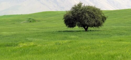 a lone tree in the middle of a green field