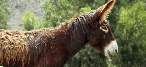 a brown horse with a white nose