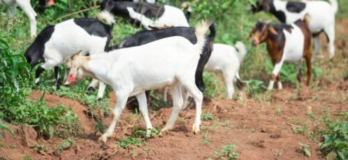 A herd of goats with ear tags grazing on a lush green farm landscape.